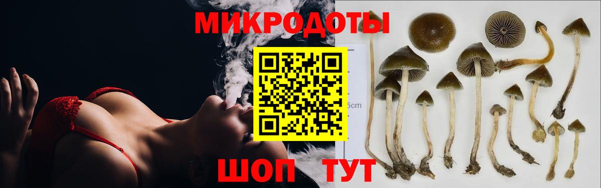 Галлюциногенные грибы Psilocybine cubensis Торжок